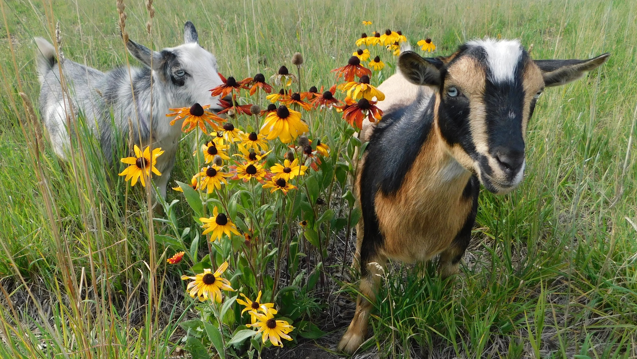 Goats and Flowers